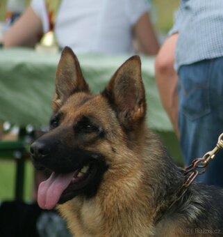 NEMECKY OVCZAK REX - 10