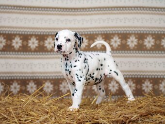 Prodej štěňátek - Dalmatin - 10