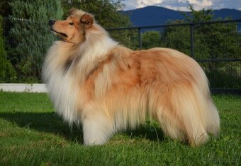 KOLIE DLOUHOSRSTA ZLATA fenka - 10