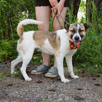 Šteňátko Gump (u nás Adamko) k adopci - 10