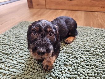 Jezevčík drsnosrstý standard POSLEDNÍ VOLNÝ PEJSEK - 10