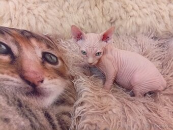Kanadský sphynx - 10
