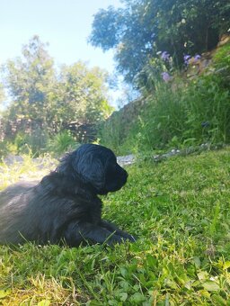 FENKA- KŘÍŽENEC, BERNSKÝ SALAŠNICKÝ X LABRADOR - 10