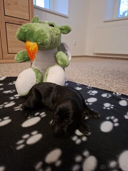 Německý krátkosrstý ohař - 10