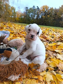 Německý boxer - 10