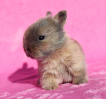 Zakrslý krátkouchý králíček lví samička . - 10