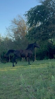 Černá kobylka - 10