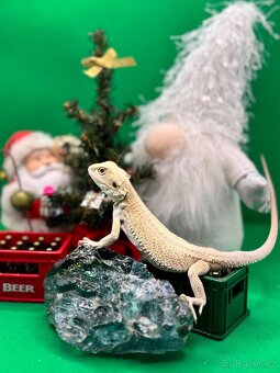 Agama Vousatá-Nejkrásnější mláďata sezóny - 10