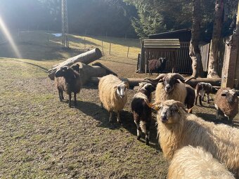 Valašská ovce - 10