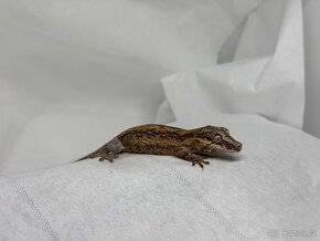 R. Auriculatus - 10