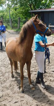 valach pony - 10