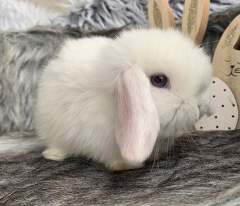 ❤️❤️Minilop Kralicek Beránek holčička 🌺 - 10