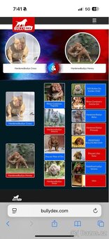 American Bully - 10