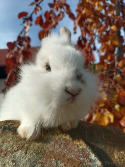 Zakrslý králíček - 10