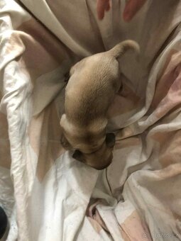 Štěňata Mops - 10