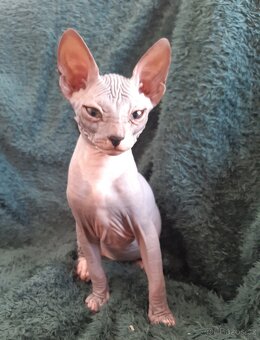 Don Sphynx Kocourky - 10