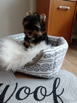 Jorkšírský teriér -štenátko - 10