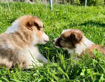 Štěňátka Sheltie/Šeltie bez PP - 10