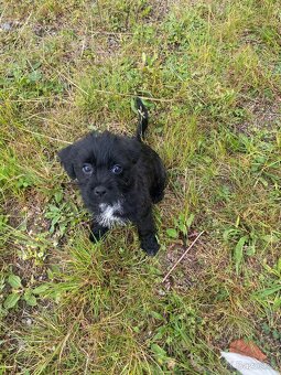 Jorkšírský teriér x Jack Russel bez pp - 10