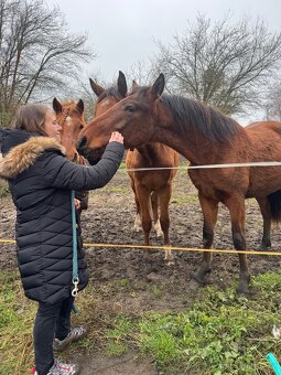 WPBR mohutný velký hřebeček - 10