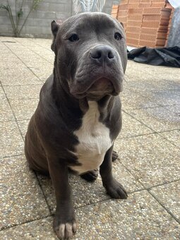 American Bully s PP - 10