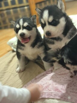 Sibírsky husky - 10