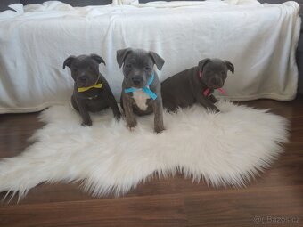 Stafordšírský bulteriér - 10