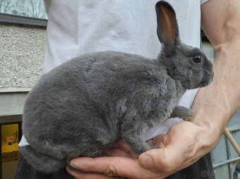 Zakrslý králíček - 10