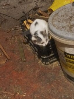 Darují 4 odběr hned zvyklé i na psi - 10