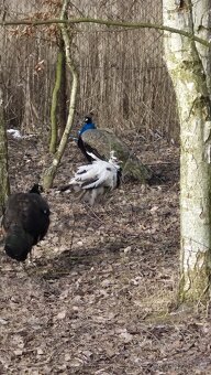 Pávy a pávice - 10