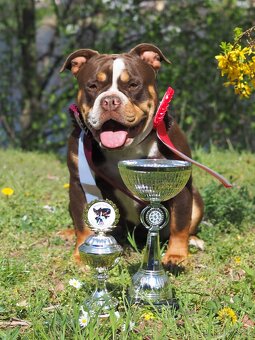 Staroanglický buldok/Old English Bulldog (OEB) - 10