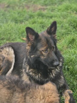 Německý ovčák - 10