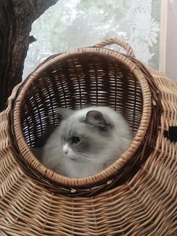 Ragdoll - 10
