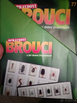 Opravdoví brouci - 10