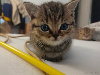 Koťátka Skotská klapouchá - 10