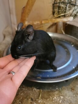 Osmak degu - 10