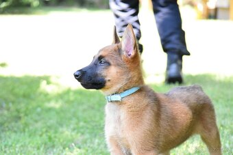 Belgický ovčák Malinois s PP - 10