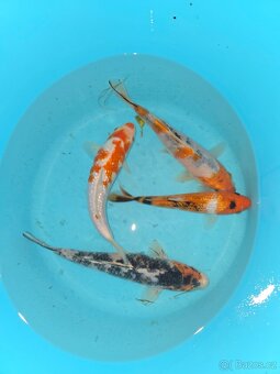 Koi 5-35cm - 10