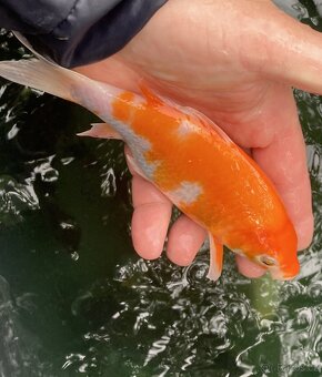KOI kapr - 10