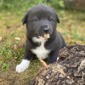 Kanaánský pes - štěňata s PP (Canaan dog) - 10