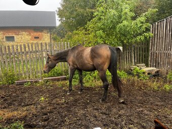 Klisna moravský teplokrevník - 10