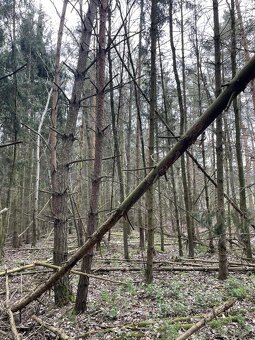 Prodám lesní pozemky v k.ú. Hradiště u Domažlic - 10