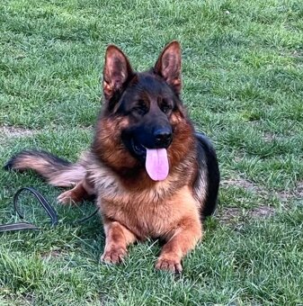 Německý Ovčák - štěňata - 10