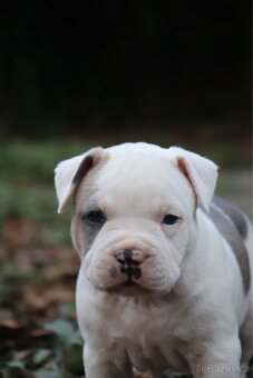 Americký stafordšírský teriér s PP pejsek 2 - 10