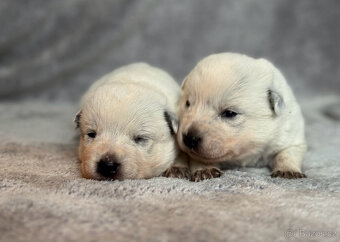 Australský honácký pes s PP - 10