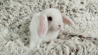 Zakrslý beránek, králíček, králík - TIMIAN - 10