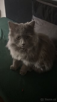 Prodej kocourka.. důvod stěhování - 10