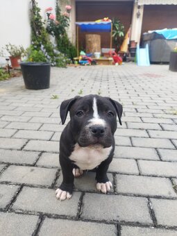 Americký stafordširský teriér : AMSTAFF - 10