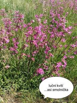 Skalničky - trvalky 18 druhů - 10