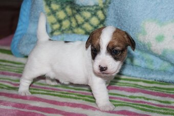Jack Russell teriér s PP - 10